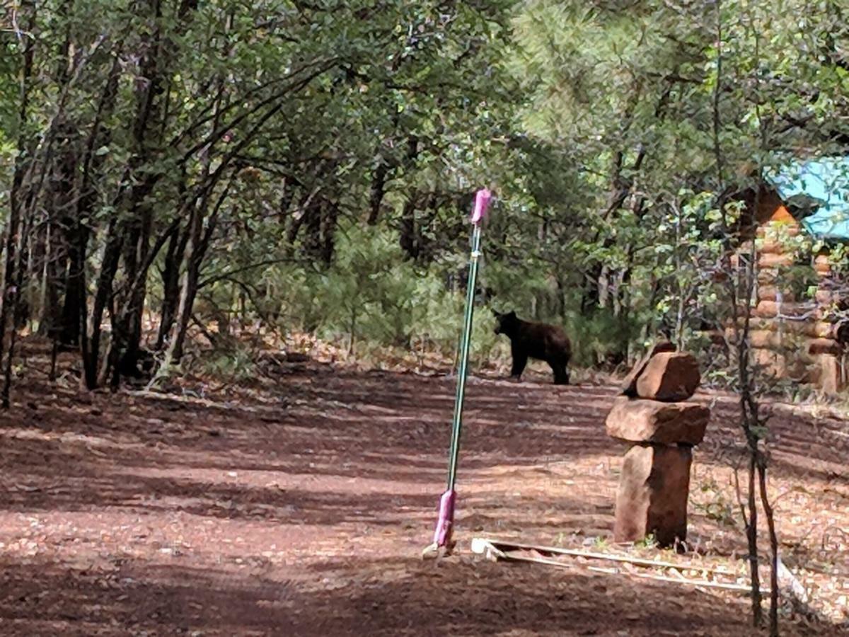 Cozy Cub Log Cabin - Year Round Tranquil Beauty Pinetop-Lakeside Buitenkant foto